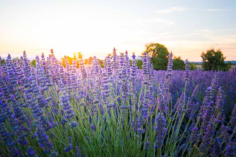 Camping dans le Verdon, le Clos de Barbey, les lavandes