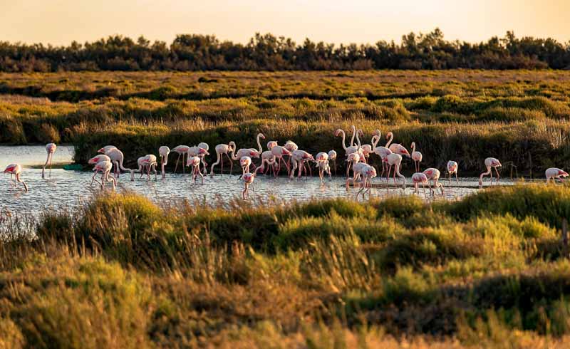 Camping en Camargue, les Bois Flottés